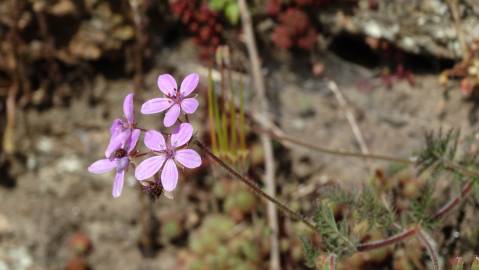 Fotografia da espécie Erodium cicutarium subesp. cicutarium