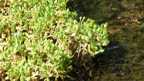 Fotografia da espécie Montia fontana