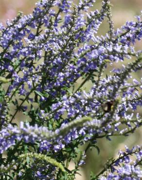 Fotografia 17 da espécie Anarrhinum bellidifolium no Jardim Botânico UTAD