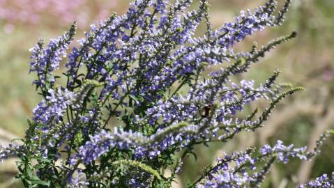 Fotografia da espécie Anarrhinum bellidifolium
