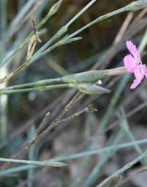 Fotografia 15 da espécie Dianthus lusitanus no Jardim Botânico UTAD