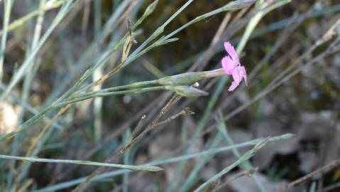 Fotografia da espécie Dianthus lusitanus
