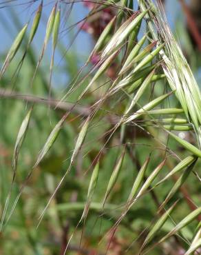 Fotografia 11 da espécie Avena barbata subesp. barbata no Jardim Botânico UTAD