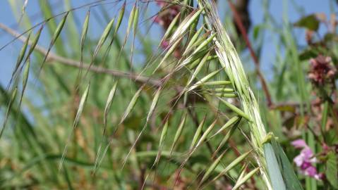 Fotografia da espécie Avena barbata subesp. barbata