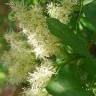Fotografia 11 da espécie Fraxinus ornus do Jardim Botânico UTAD