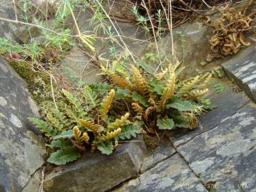 Fotografia da espécie Asplenium ceterach