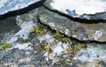 Fotografia da espécie Cheilanthes hispanica