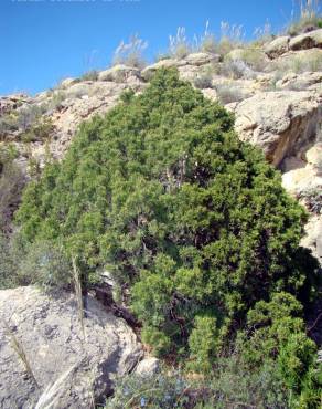 Fotografia 1 da espécie Juniperus phoenicea no Jardim Botânico UTAD