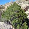 Fotografia 1 da espécie Juniperus phoenicea do Jardim Botânico UTAD