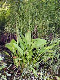 Fotografia da espécie Alisma plantago-aquatica