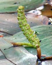 Fotografia da espécie Potamogeton nodosus