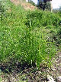 Fotografia da espécie Cyperus eragrostis