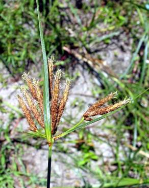 Fotografia 1 da espécie Cyperus longus no Jardim Botânico UTAD