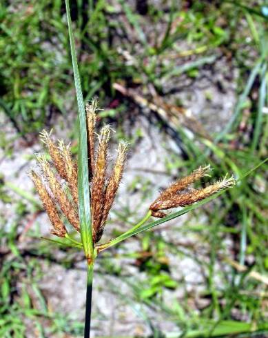 Fotografia de capa Cyperus longus - do Jardim Botânico