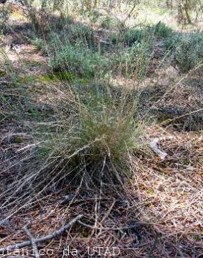 Fotografia 1 da espécie Agrostis curtisii no Jardim Botânico UTAD