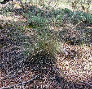 Fotografia de capa Agrostis curtisii - do Jardim Botânico