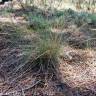 Fotografia 1 da espécie Agrostis curtisii do Jardim Botânico UTAD