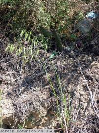Fotografia da espécie Avena barbata subesp. lusitanica