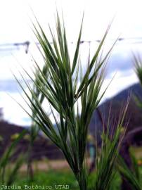 Fotografia da espécie Bromus madritensis