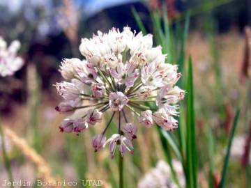 Fotografia da espécie Allium schmitzii