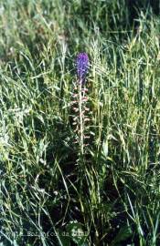 Fotografia da espécie Muscari comosum