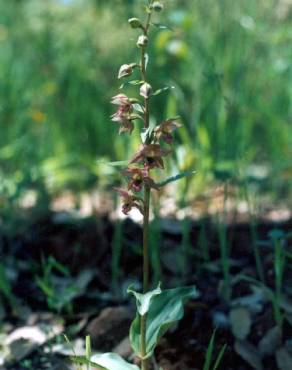 Fotografia 1 da espécie Epipactis lusitanica no Jardim Botânico UTAD