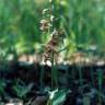 Fotografia 1 da espécie Epipactis lusitanica do Jardim Botânico UTAD