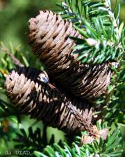 Fotografia da espécie Abies koreana