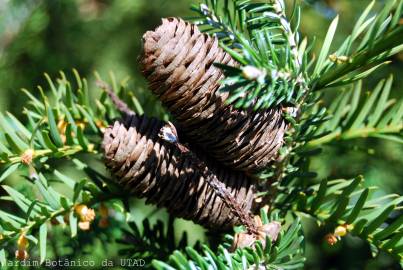 Fotografia da espécie Abies koreana