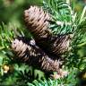 Fotografia 1 da espécie Abies koreana do Jardim Botânico UTAD