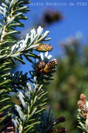 Fotografia da espécie Abies nordmanniana