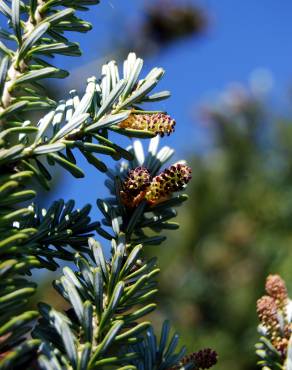 Fotografia 3 da espécie Abies nordmanniana no Jardim Botânico UTAD