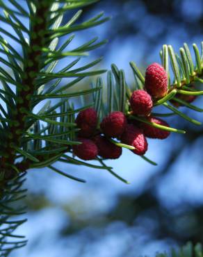 Fotografia 4 da espécie Abies nordmanniana no Jardim Botânico UTAD