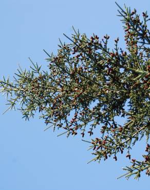 Fotografia 5 da espécie Abies nordmanniana no Jardim Botânico UTAD