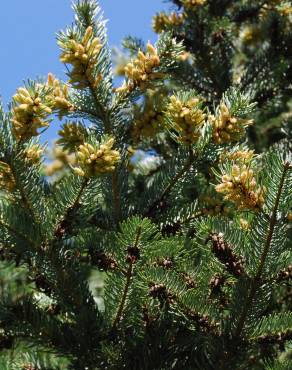 Fotografia 6 da espécie Abies nordmanniana no Jardim Botânico UTAD