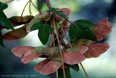 Fotografia da espécie Acer campestre