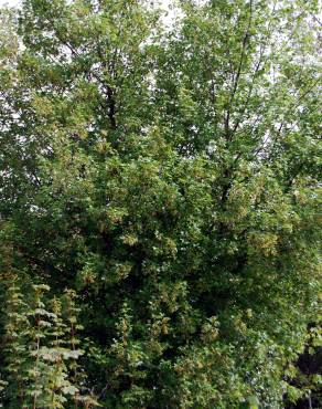 Fotografia 4 da espécie Acer monspessulanum no Jardim Botânico UTAD