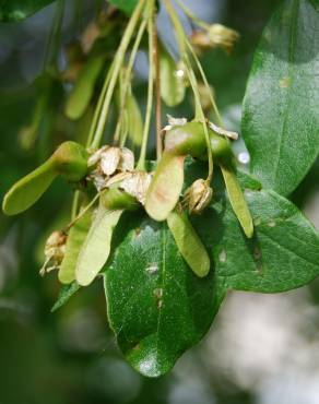 Fotografia 5 da espécie Acer monspessulanum no Jardim Botânico UTAD