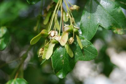 Fotografia da espécie Acer monspessulanum