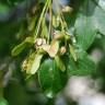 Fotografia 5 da espécie Acer monspessulanum do Jardim Botânico UTAD