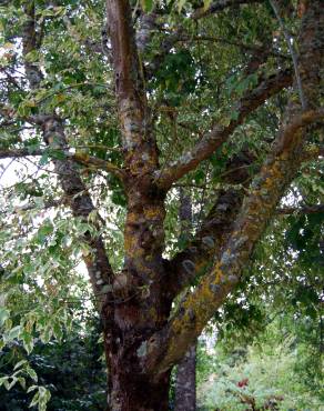 Fotografia 2 da espécie Acer negundo no Jardim Botânico UTAD