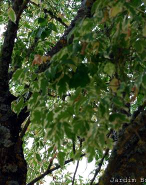 Fotografia 3 da espécie Acer negundo no Jardim Botânico UTAD