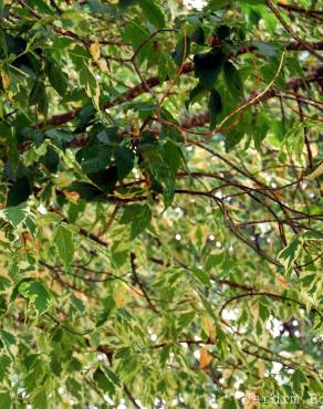 Fotografia 4 da espécie Acer negundo no Jardim Botânico UTAD