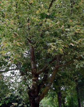 Fotografia 5 da espécie Acer negundo no Jardim Botânico UTAD