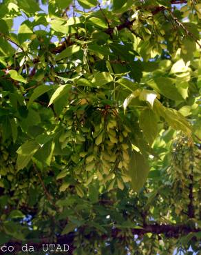 Fotografia 6 da espécie Acer negundo no Jardim Botânico UTAD