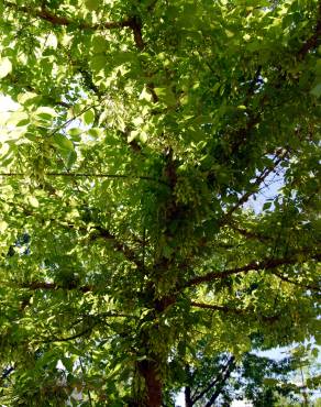 Fotografia 7 da espécie Acer negundo no Jardim Botânico UTAD