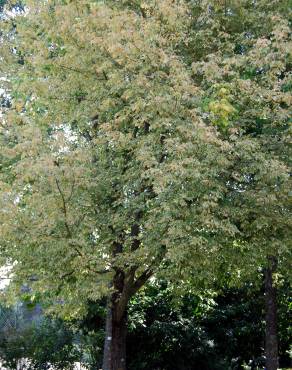 Fotografia 8 da espécie Acer negundo no Jardim Botânico UTAD