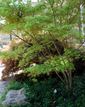 Fotografia 2 da espécie Acer palmatum no Jardim Botânico UTAD
