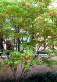 Fotografia da espécie Acer palmatum