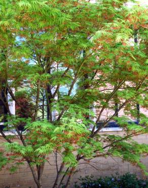 Fotografia 3 da espécie Acer palmatum no Jardim Botânico UTAD